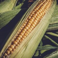 Nos variétés de maïs bio pour les semis 2023
